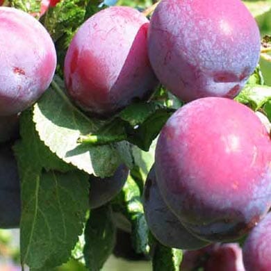 Prunus domestica 'Victoria' 2-year pot grown fruit tree 90–120cm.