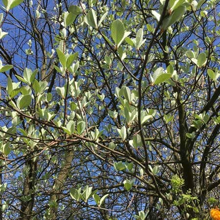 Sorbus aria (Whitebeam) 5-6ft bare root tree.