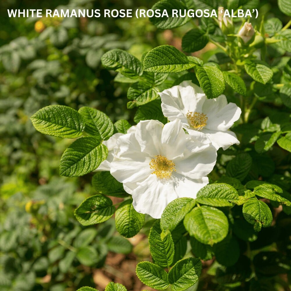 Rosa rugosa 'Alba' (White Ramanus Rose) pot grown hedge plant.