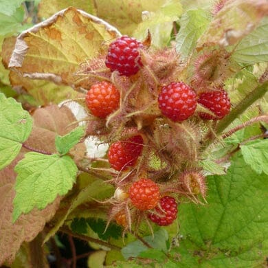 Rubus phoenicolasius (Japanese wineberry) pot grown fruit plant self-fertile.