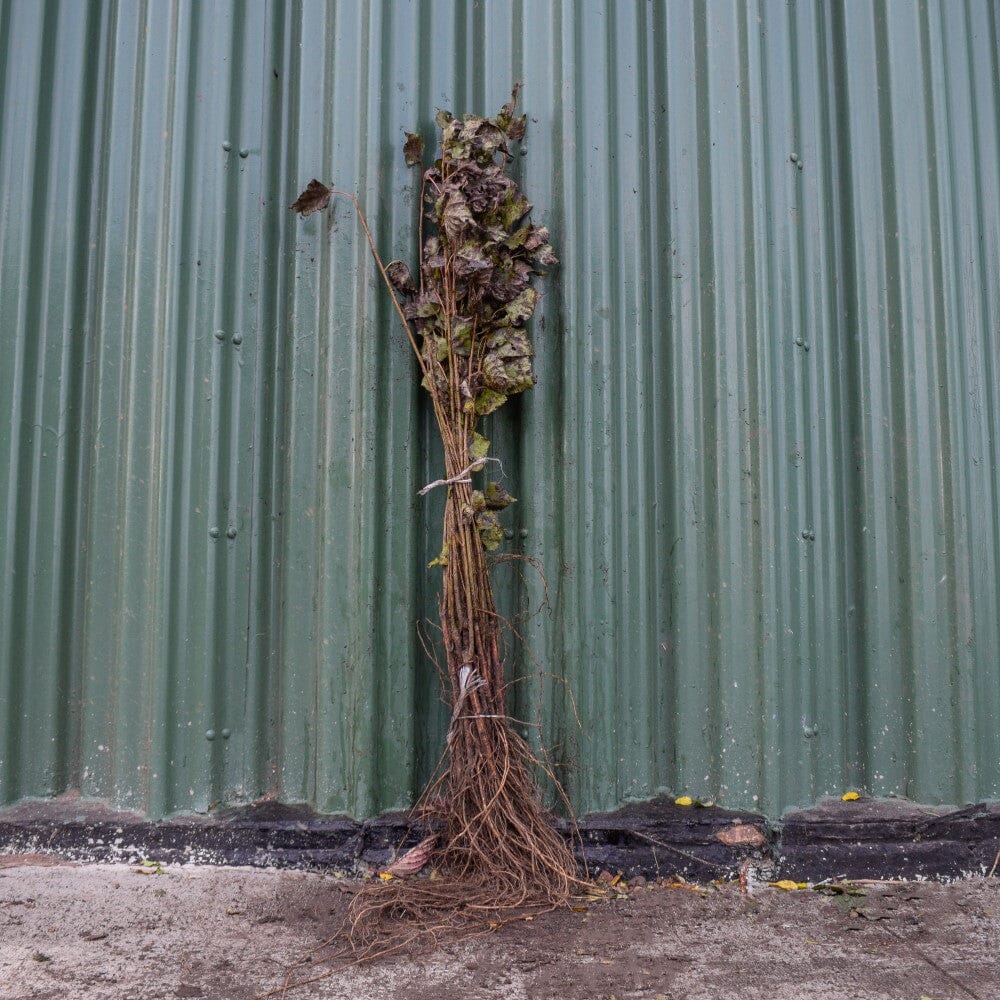 Populus alba (White Poplar) 40/60cm bare root seedlings.