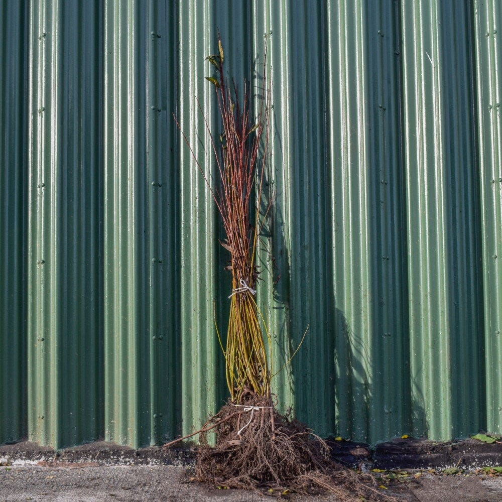 Salix alba (white willow) 40/60cm bare root saplings.