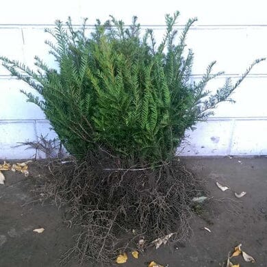 Taxus baccata (English Yew) 40-60cm BR hedging plant.