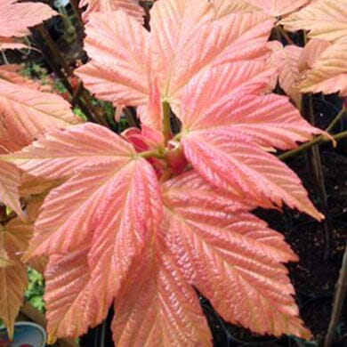 Acer pseudoplatanus 'Brilliantissimum' pot grown tree.