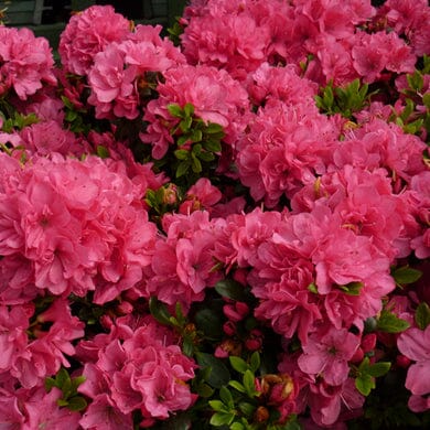 Rhododendron 'Anne Frank' (Azalea) 2L pot grown evergreen shrub.