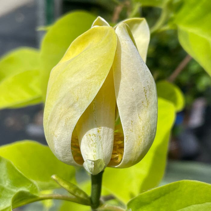 Magnolia acuminata 'Blue Baby' compact magnolia tree pot grown plant.