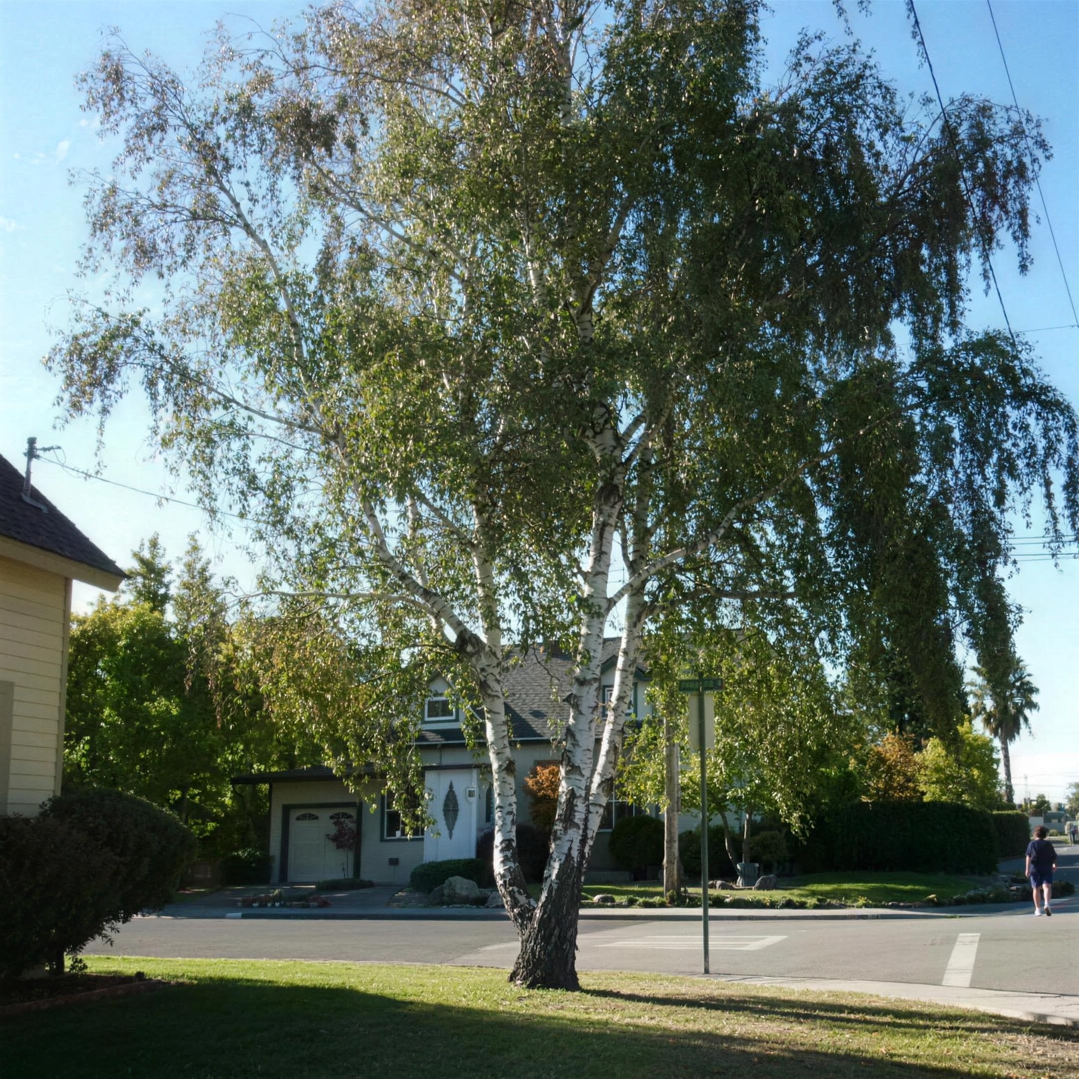 Betula pendula (Silver Birch) 5-6ft pot grown tree.