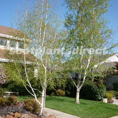 Betula jacquemontii (Himalayan birch) bare root tree.