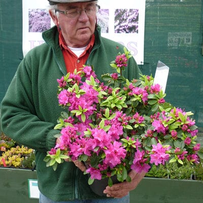 Rhododendron 'Violetta' (Azalea) 30cm pot grown evergreen shrub.