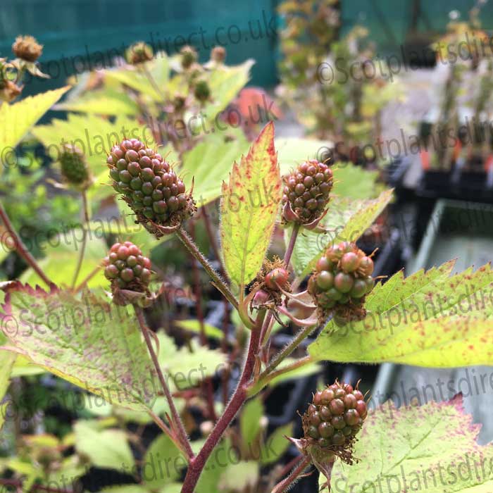 Rubus 'Thornless Boysenberry' 40-60cm pot grown fruit bush.