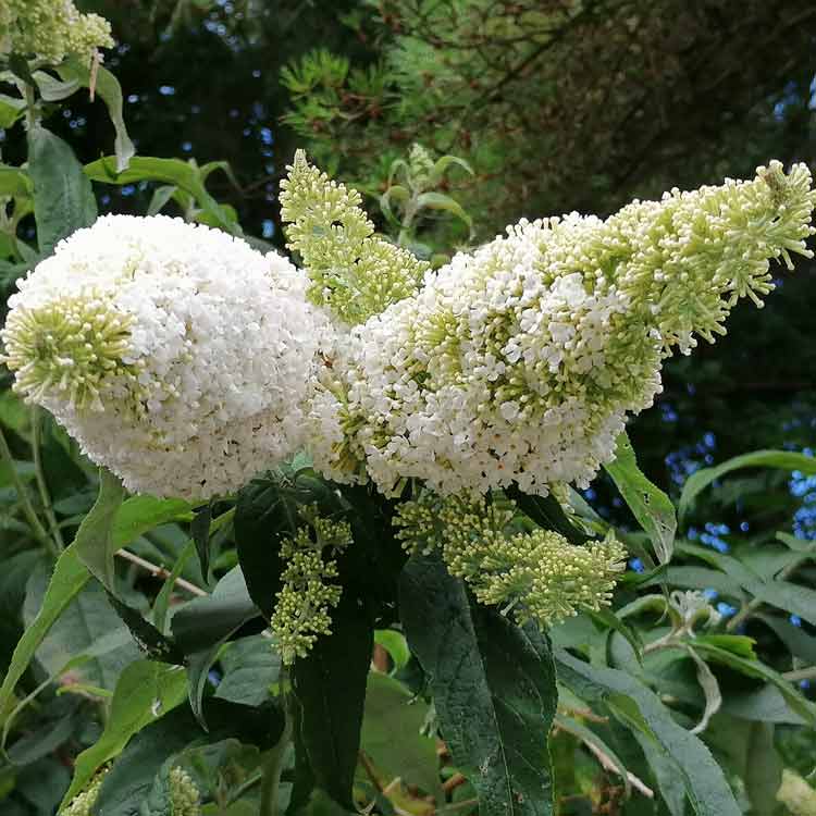 Buddleja davidii 'White Profusion' 2L compact butterfly bush pot grown plant.