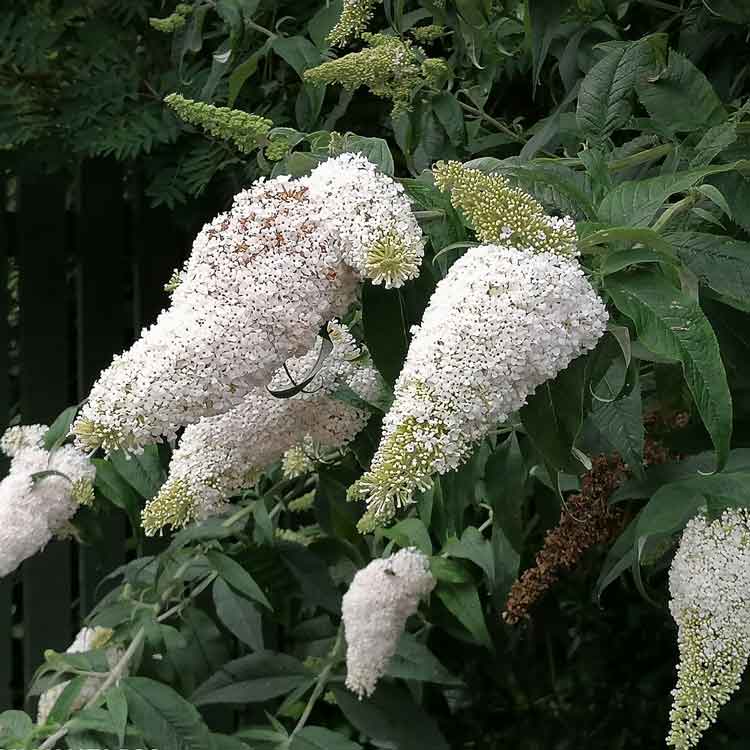 Buddleja davidii 'White Profusion' 2L pot grown compact butterfly bush.
