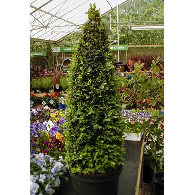 Buxus sempervirens (boxwood) 50-60cm pot grown topiary pyramid.