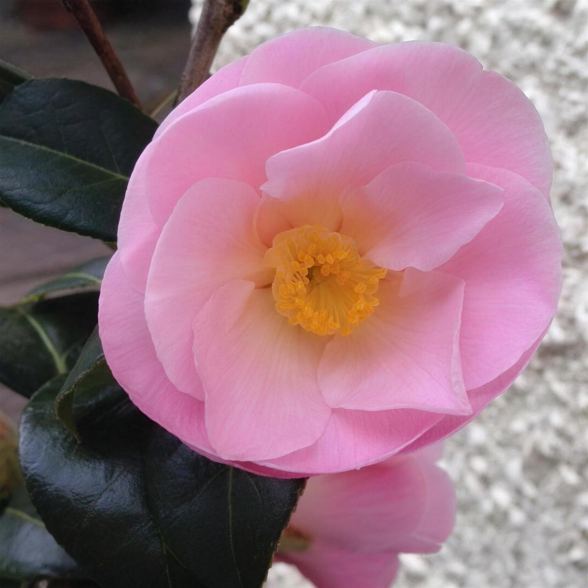 Camellia x williamsii 'Elegant Beauty' pot grown shrub.