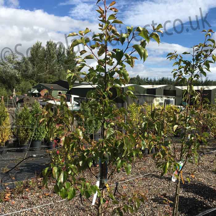 Pyrus calleryana 'Chanticleer' ornamental pear bare root 150-165cm tree.
