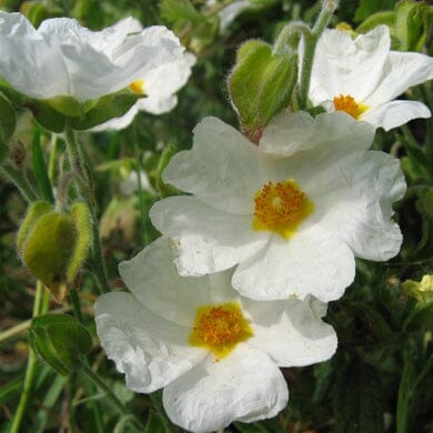 Cistus 'Corbarensis' (Rock Rose) 3L pot grown hardy evergreen shrub.