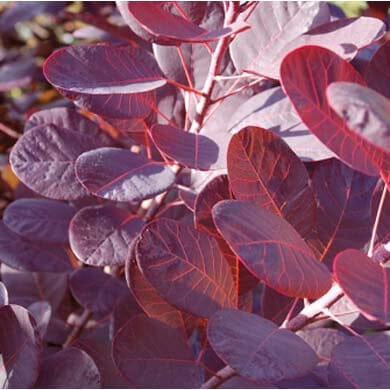 Cotinus coggygria 'Royal Purple' Smoke Bush 3L pot 30-40cm plant.