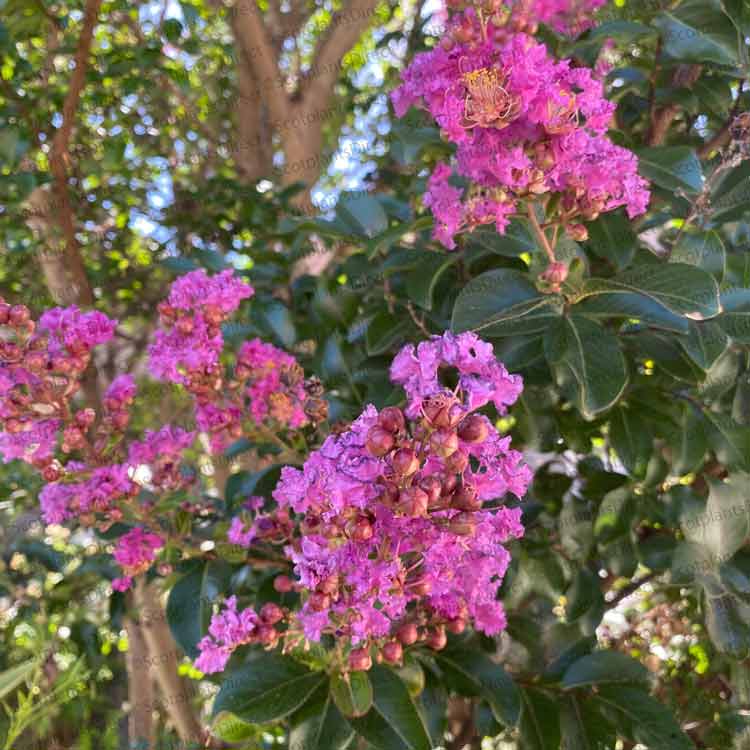 Lagerstroemia indica 'Rhapsody in Pink' pot grown flowering shrub.