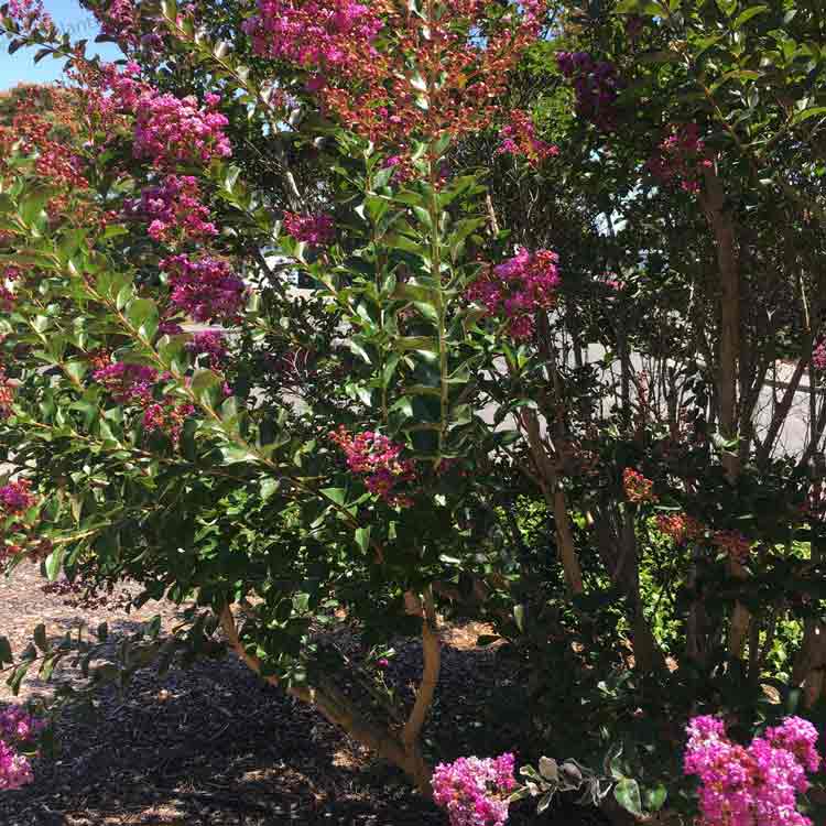 Lagerstroemia indica 'Rhapsody in Pink' crepe myrtle pot grown flowering shrub.