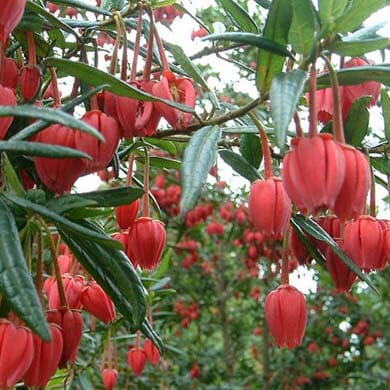 Crinodendron hookerianum (Chilean Lantern Tree) 2L pot evergreen shrub.