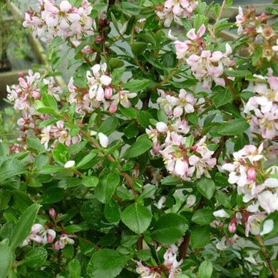 Escallonia 'Donard Seedling' pot grown evergreen hedge plant.