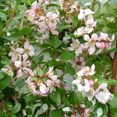 Escallonia 'Donard Seedling' pot grown evergreen hedge plant.