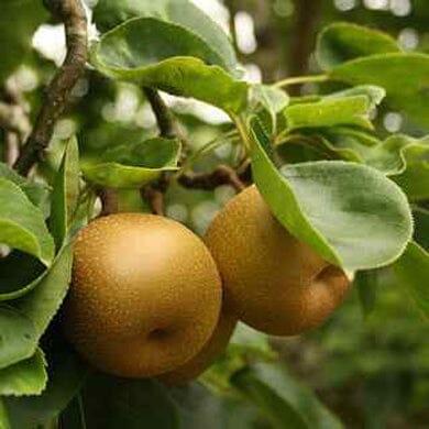 Malus domestica 'Egremont Russet' bare root dessert apple tree.