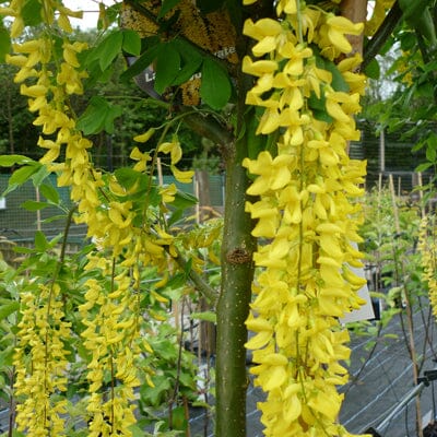 Laburnum x watereri 'Vossi' (Golden Rain) 5-6ft bare root tree.
