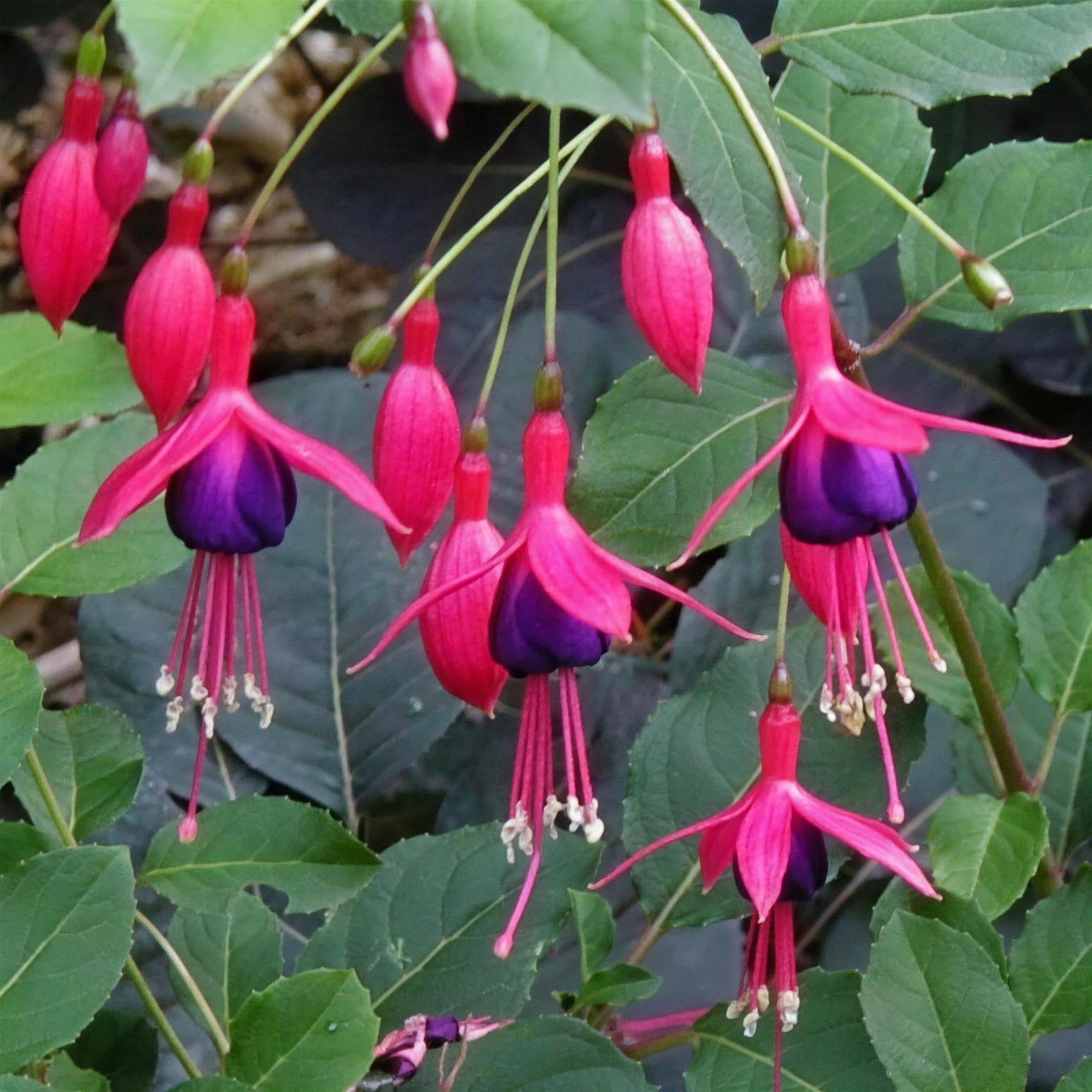 Fuchsia magellanica 'Mrs Popple' 3 litre pot grown shrub.