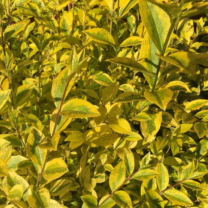 Ligustrum ovalifolium 'Aureum' (Golden Privet) 40-60cm pot grown semi-evergreen hedge plant.