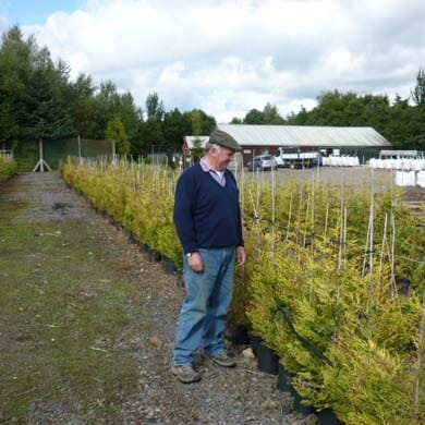 Cupressocyparis leylandii 'Castlewellan Gold' 60-90cm pot grown hedge plant.