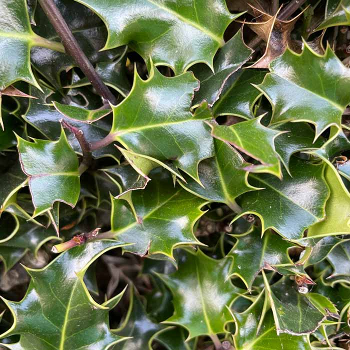 Ilex aquifolium (Common Holly) bare root hedge plant.