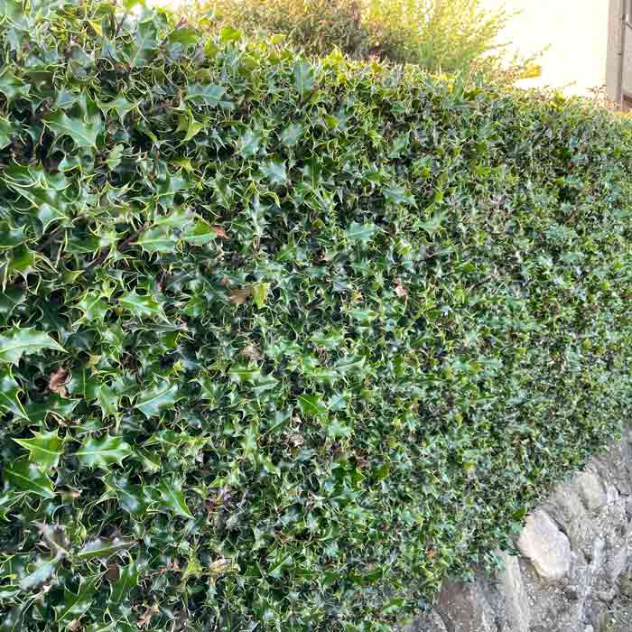 Ilex aquifolium (Common Holly) bare root hedge plant.