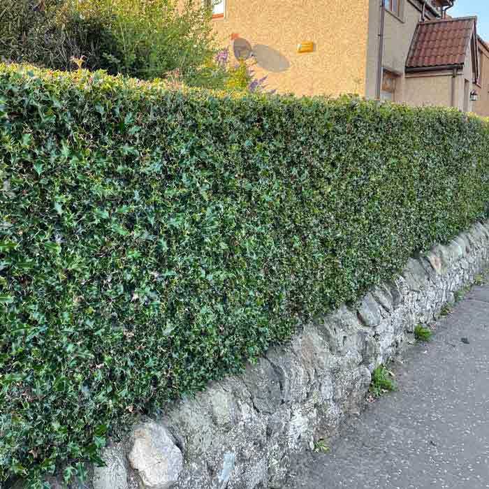 Ilex aquifolium (Common Holly) bare root hedge plants.