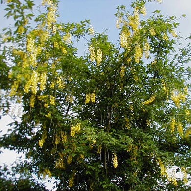 Laburnum x watereri 'Vossii' (Golden Rain) 5-6ft bare root tree.