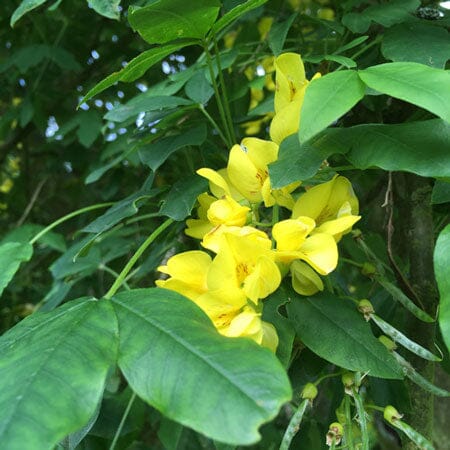 Laburnum anagyroides 'Vossii' (Golden Rain) 5-6ft bare root tree.