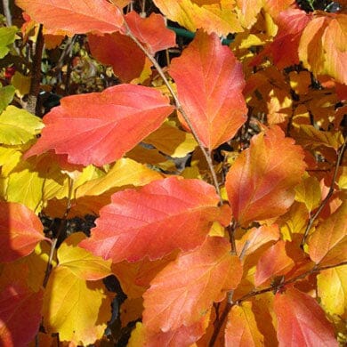 Parrotia persica 'Spire' (Persian Ironwood) 40-60cm pot grown plant.
