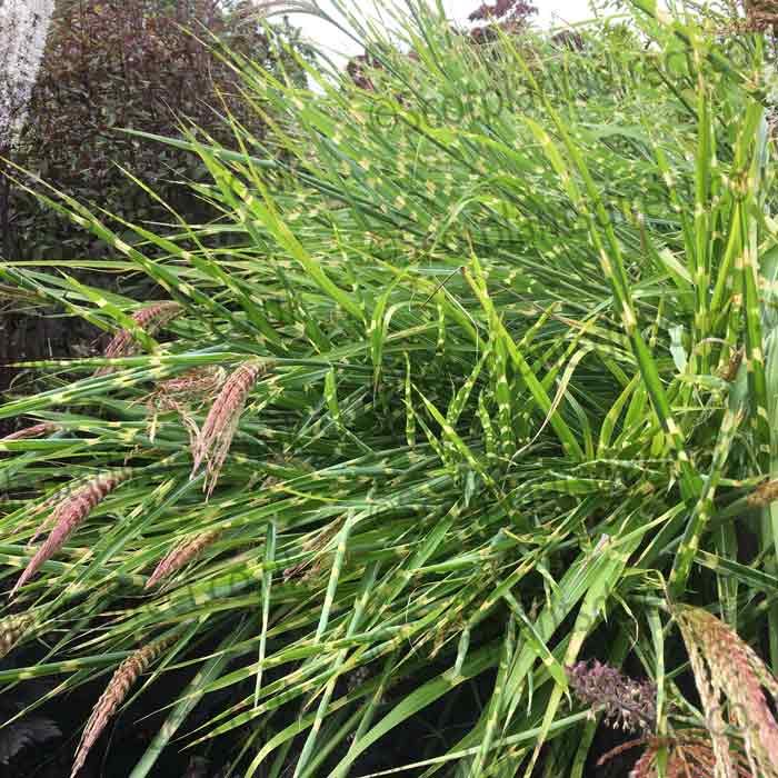 Miscanthus strictus (Zebra Grass) pot grown ornamental grass.