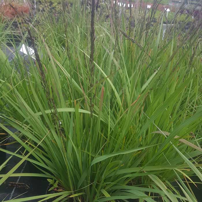 Molinia caerulea 'Purple Fontane' pot grown ornamental grass.