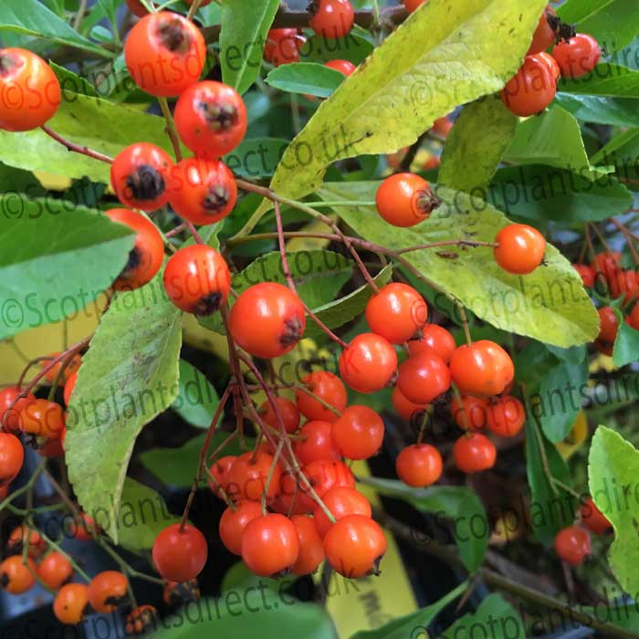 Pyracantha 'Golden Charmer' (firethorn) pot grown evergreen hedge plant.