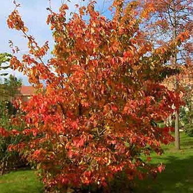 Parrotia persica 'Spire' (Persian Ironwood) 40-60cm pot grown tree.