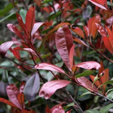 Photinia x fraseri 'Red Robin' 60-90cm pot grown hedge.