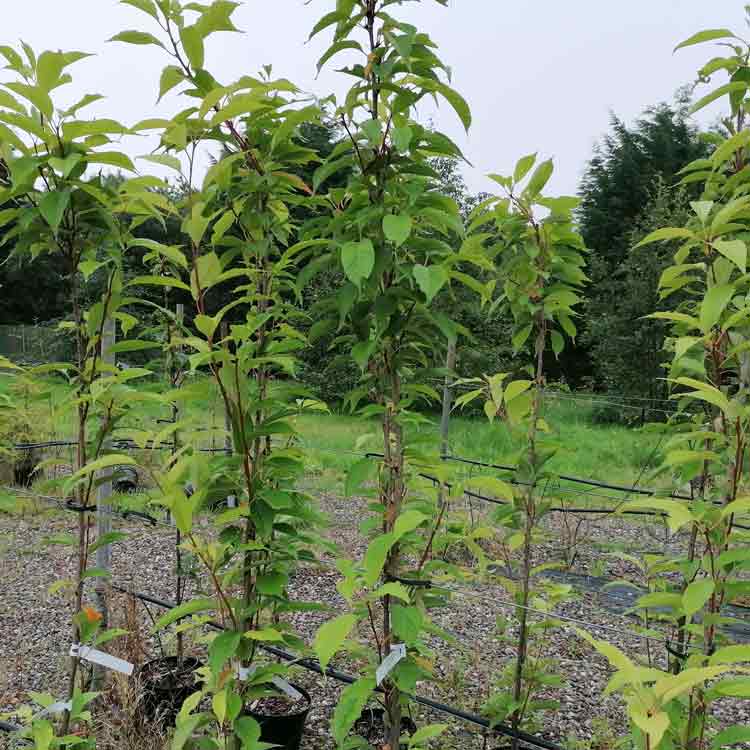 Prunus serrulata 'Amanogawa' (Japanese Flowering Cherry) 5-6ft pot grown tree.