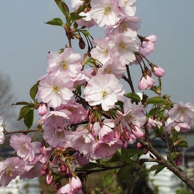 Prunus autumnalis 'Rosea' (Winter Flowering Cherry) 150-175cm pot grown tree.