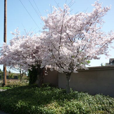 Prunus avium 'Plena' double white flowering cherry tree bareroot.