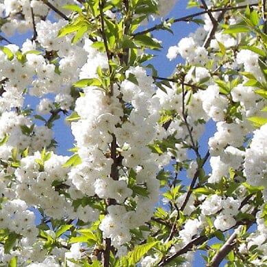 Prunus avium 'Plena' (Double White Cherry) bare root flowering tree.