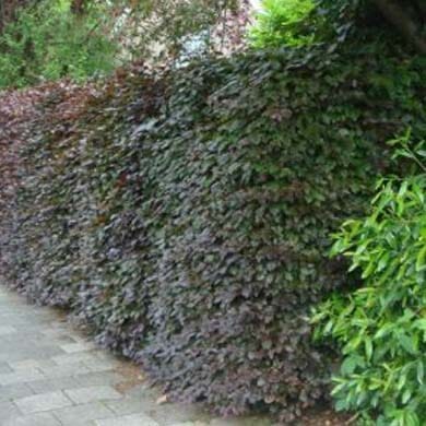 Fagus sylvatica 'Atropunicea' (Purple Beech) 20/30cm pot grown hedging plant.