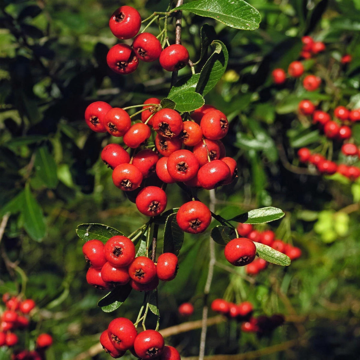 Pyracantha coccinea 'Mohave' (firethorn) 60-90cm pot grown hedge plant.