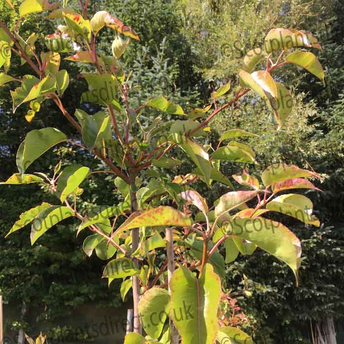 Pyrus calleryana 'Chanticleer' (ornamental pear) 150-165cm bare root tree.