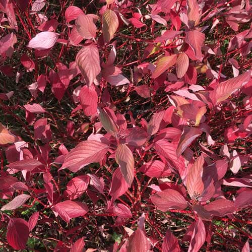 Cornus sanguinea (Common Dogwood) 40/60cm bare root.